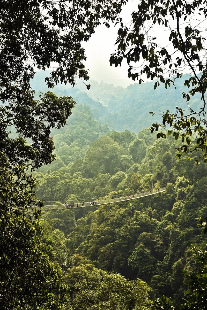 Indonesien Regenwald