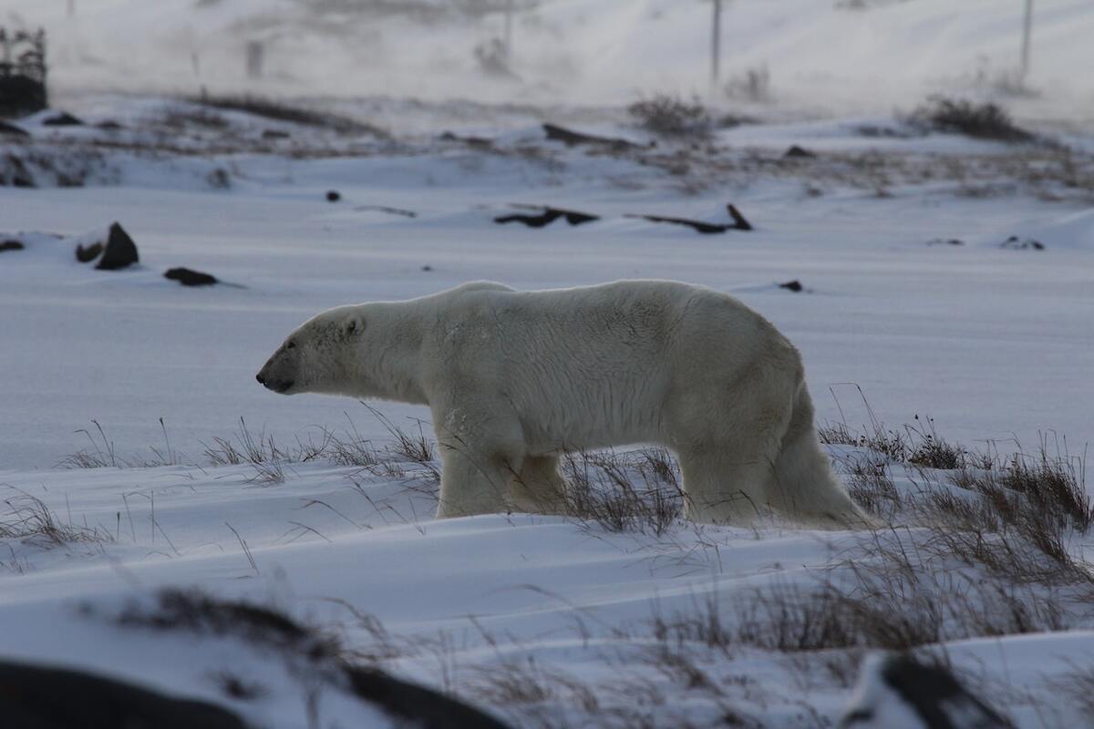 Polarbär auf Spitzbergen