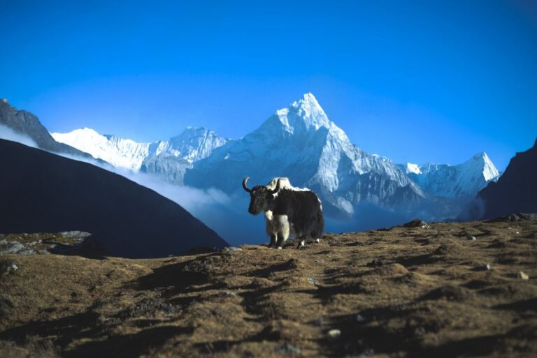 Yak steht vor dem Ama Dablam