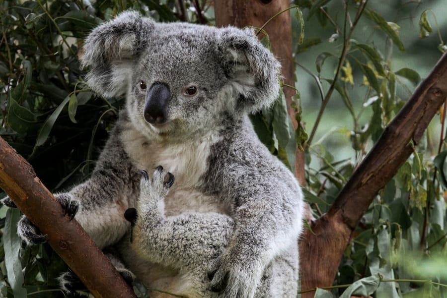 Erkundungsreise durch die Landschaft Australiens