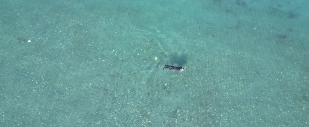 Robbe im klaren Flachwasser aus der Vogelperspektive