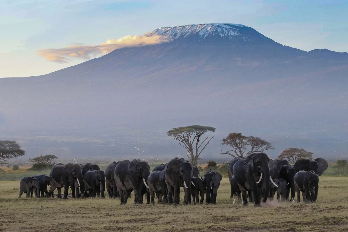 Aussicht zum Kilimanjaro