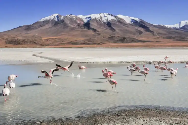 Flamingos in einer flachen Andenlagune vor schneebedeckten Vulkanen