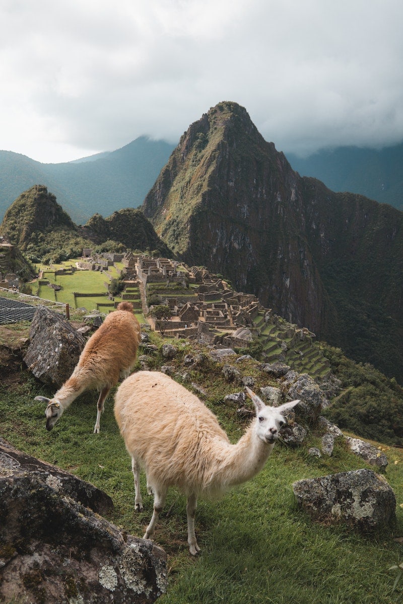Lamas vor den Ruinen von Machu Picchu in Peru