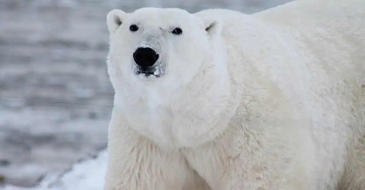 Polarbär auf Grönland